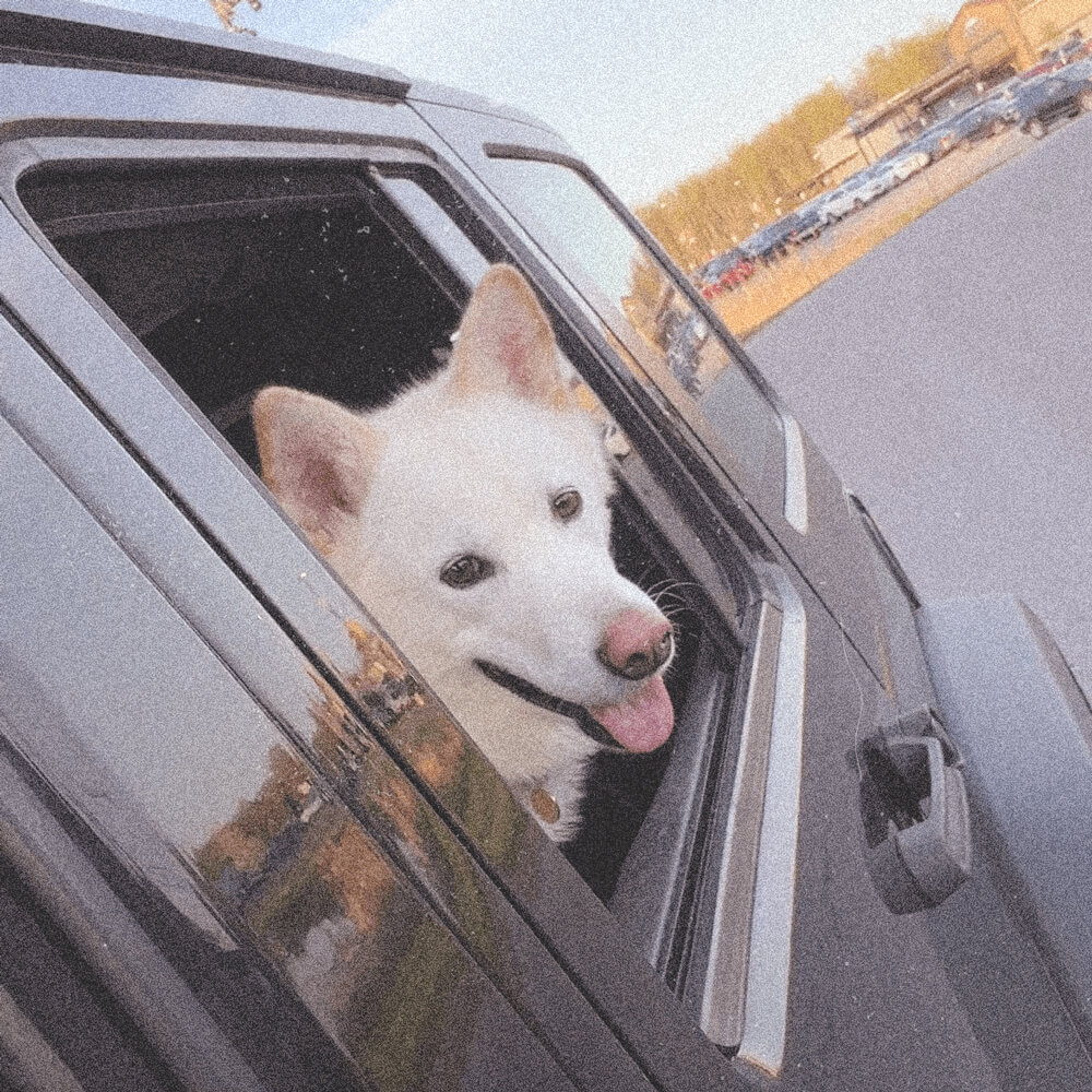 Dog, Stella, riding in back of Jeep Wrangler